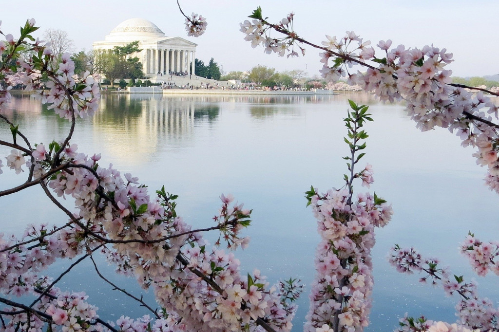 cherry blossoms