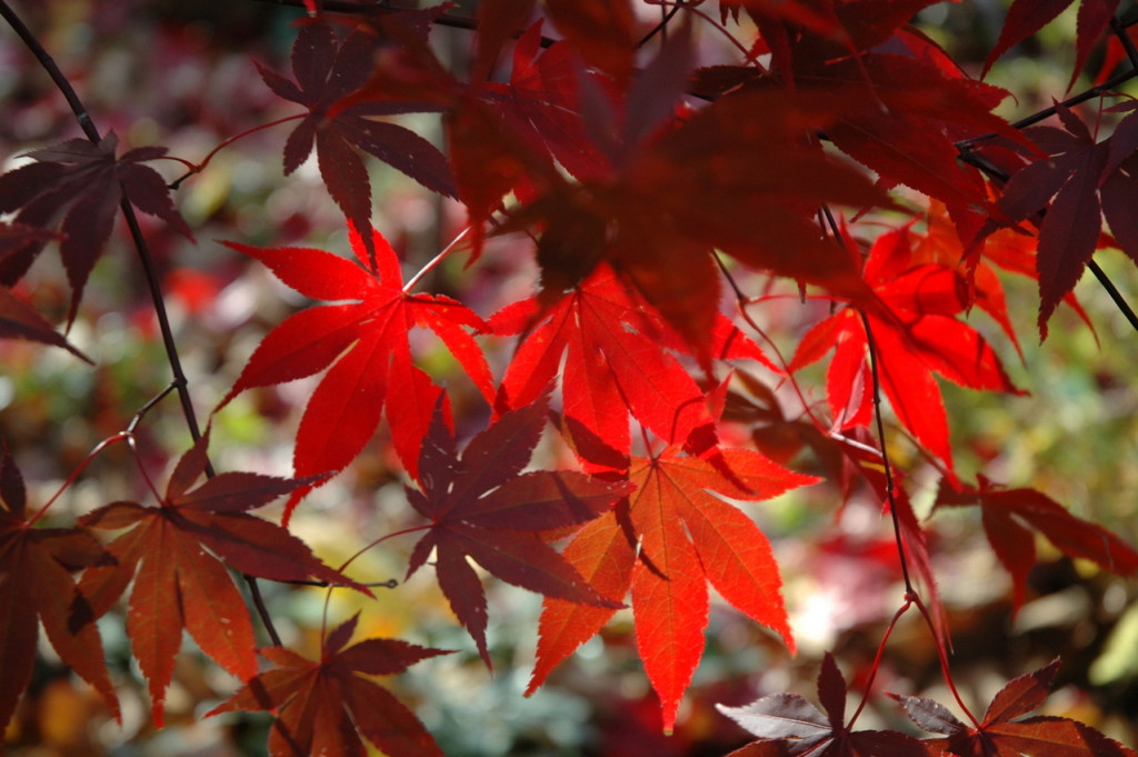 fall-foliage-1383538-1279x850