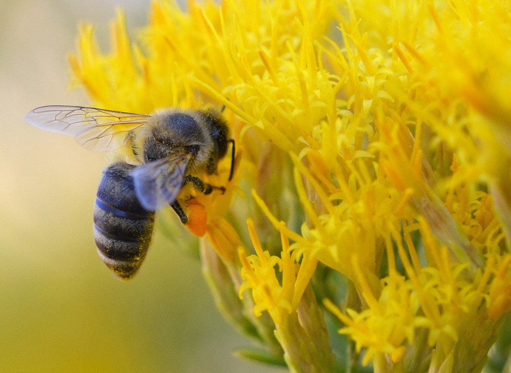 Zion National Park Bees