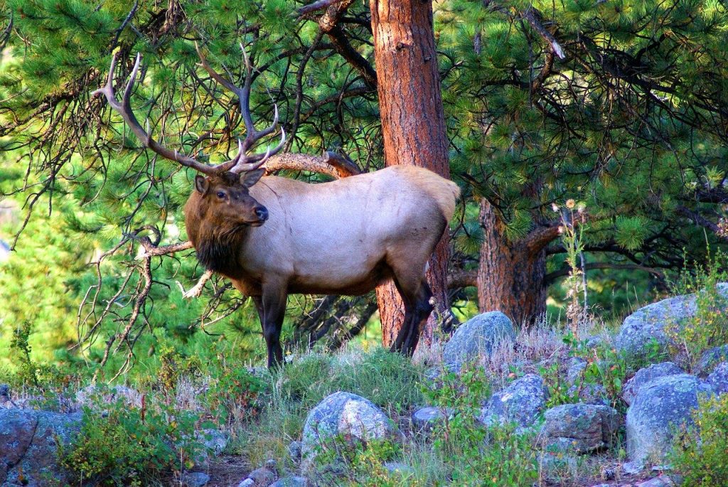 Elk in the wild