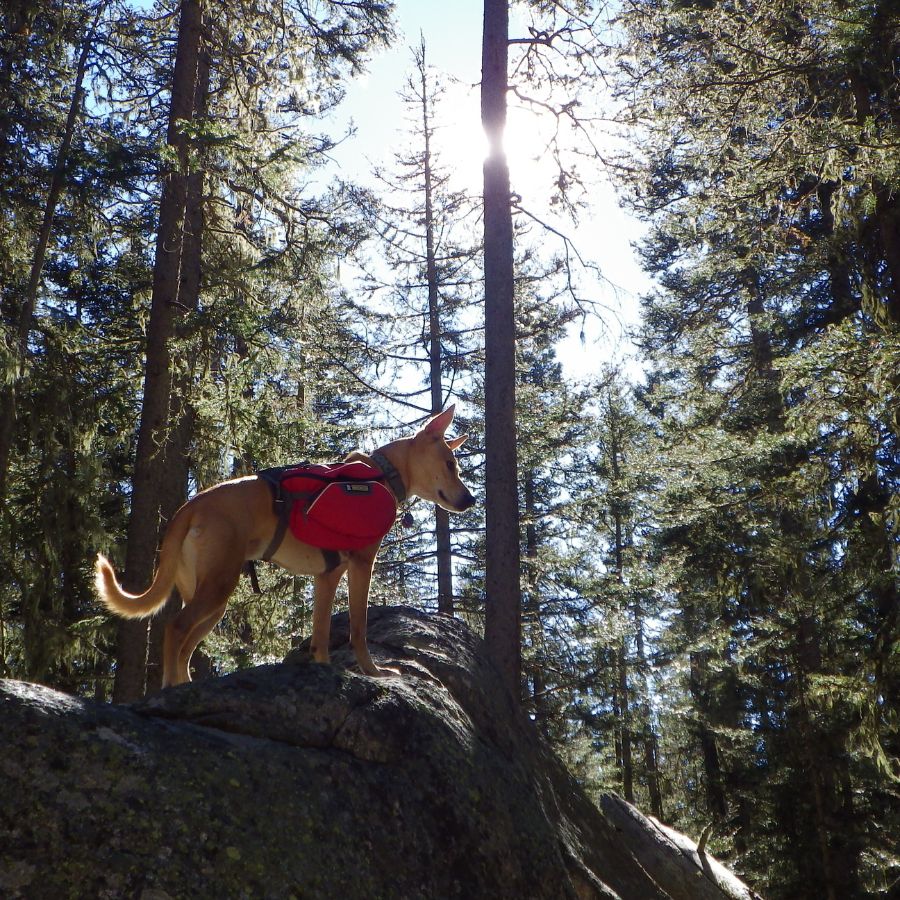 Dog hiking in the forest