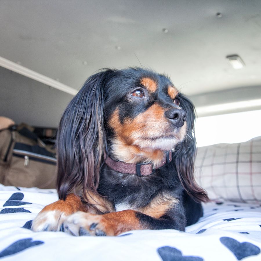 Dog relaxing in an RV