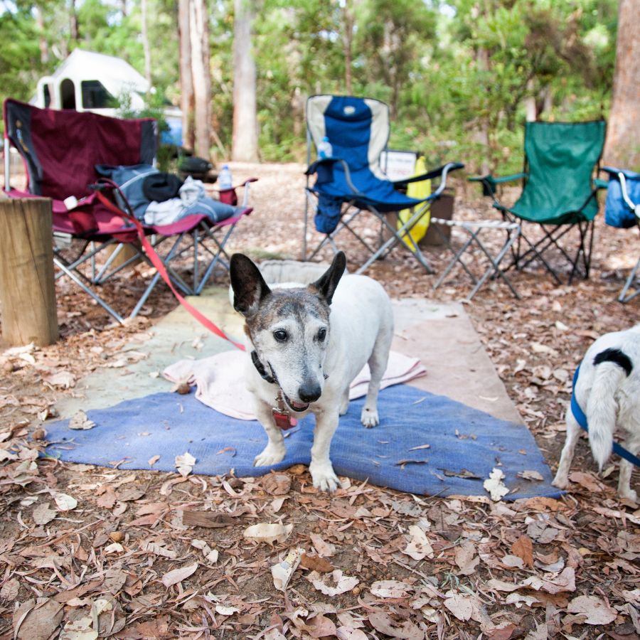 Dog hanging out at the campground